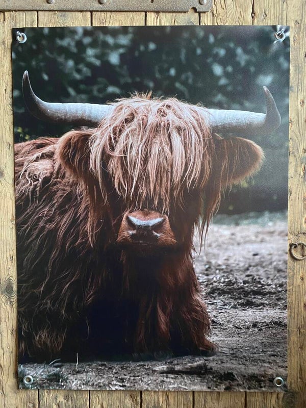 Tuinposter hooglander nr 135