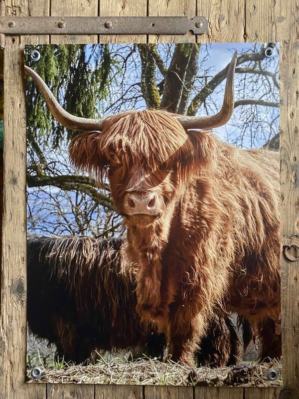 Tuinposter hooglander nr 144