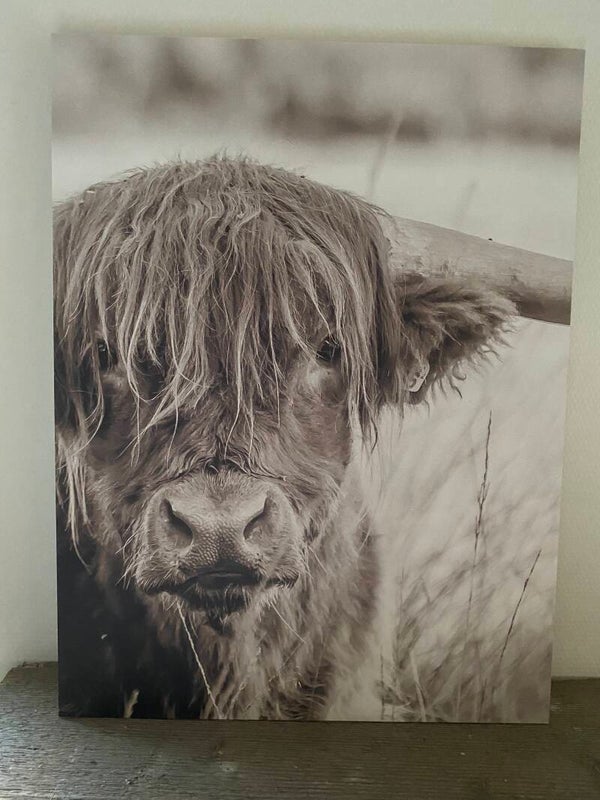 Houten paneel Schotse hooglander zonder ophangkoord