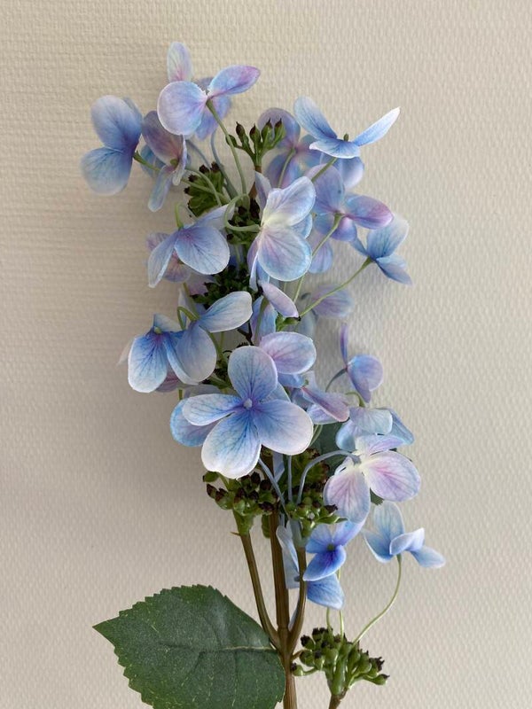 Pluimhortensia blauw