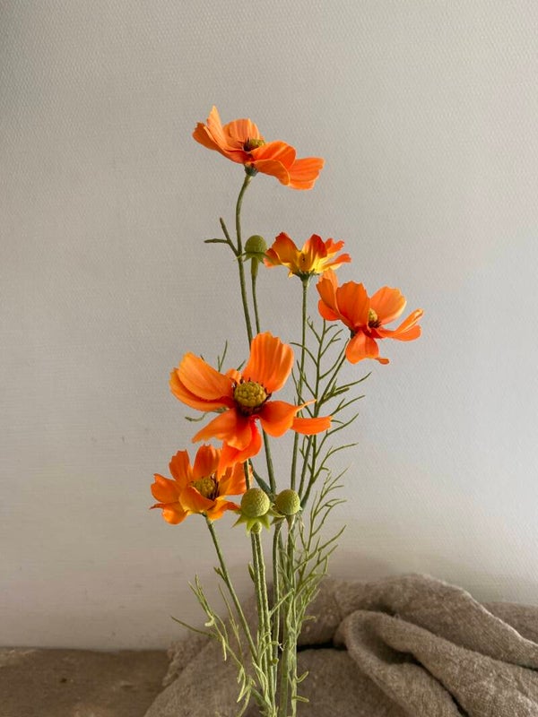 Cosmea oranje