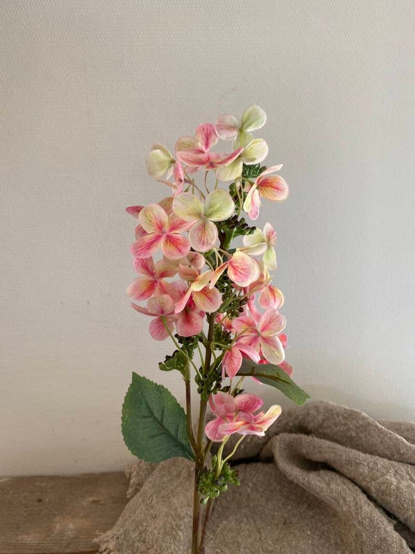 Pluimhortensia roze