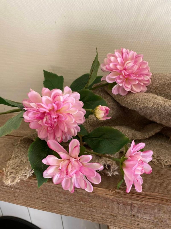 Dahlia licht roze