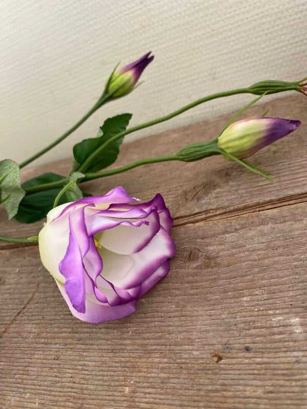 Lisianthus paars