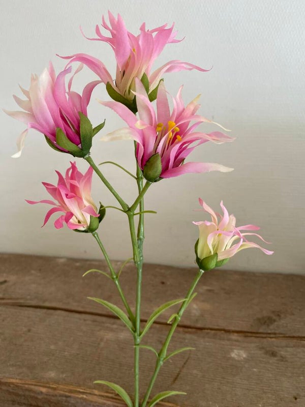 Japanse anjer roze