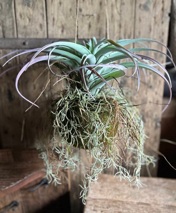 Hangende tilandsia plant op mosbal