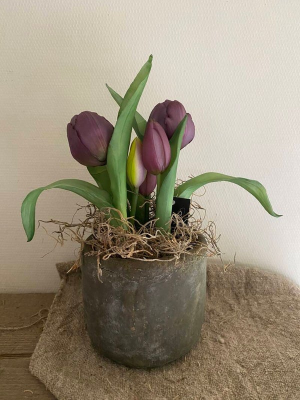 Vijf tulpen in een bloempotje, paars