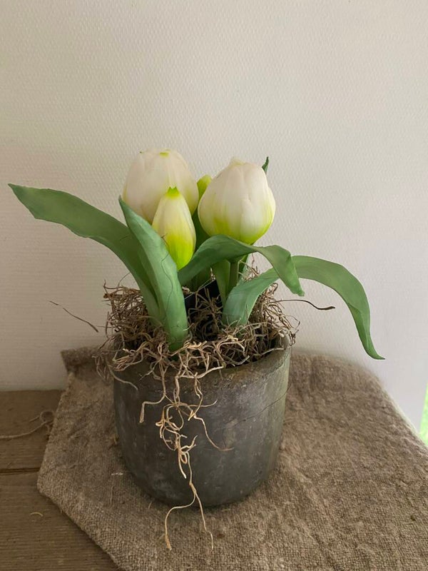 Vijf tulpen in een bloempotje, wit