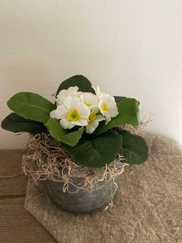 Primula wit