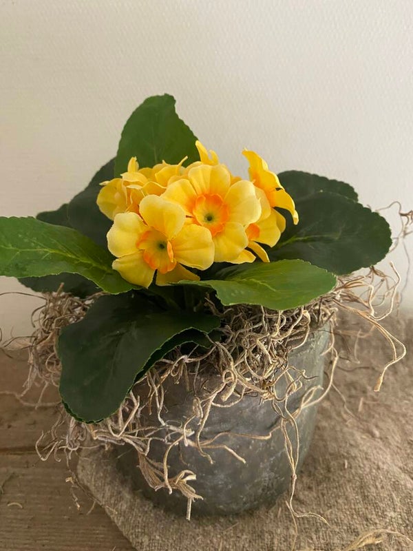 Primula geel