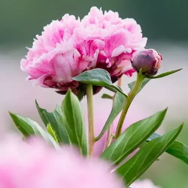 Tuinposter nr 25