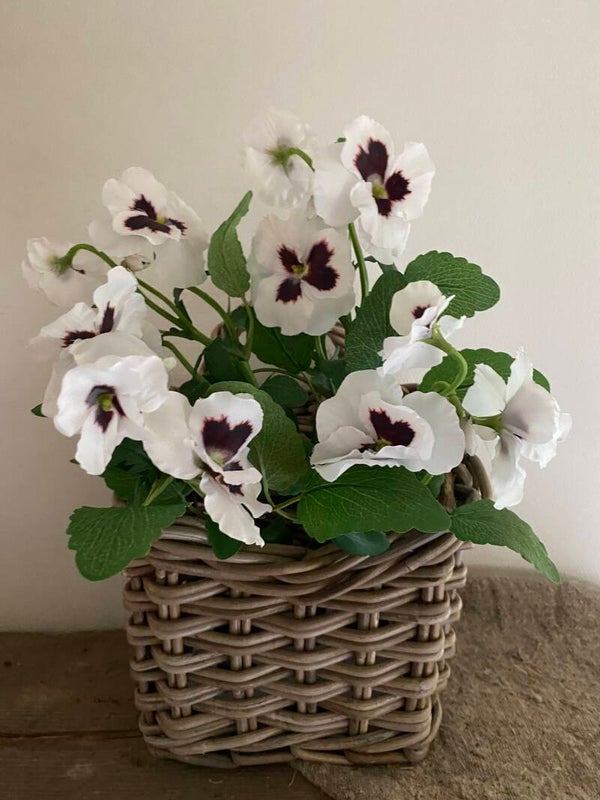 Witte viooltjes