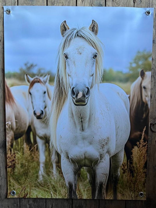 Tuinposter paarden nr3