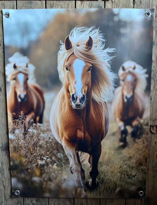 Tuinposter paarden nr1