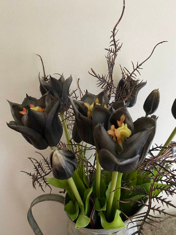 Kelsey tulpen black