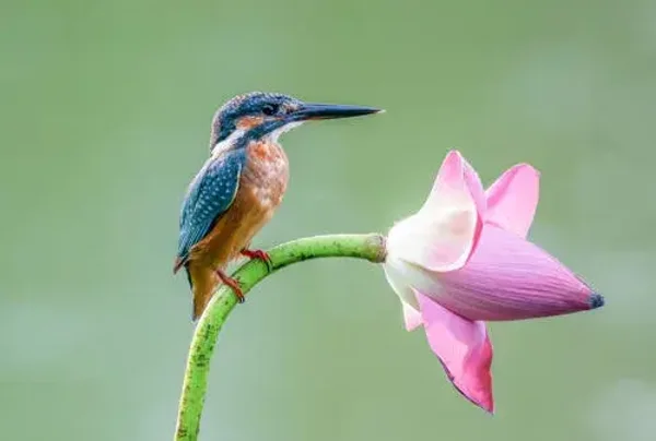 Tuinposter nr 146
