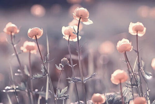 Tuinposter nr 205