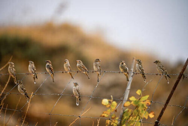 Tuinposter nr 220