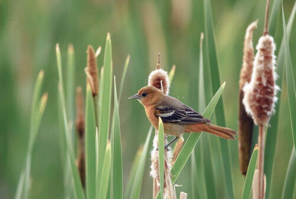Tuinposter nr 221