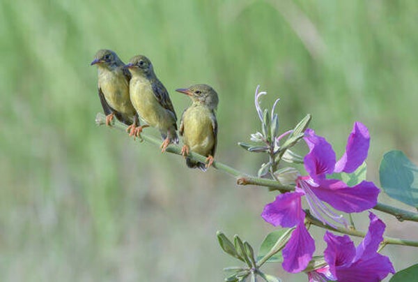 Tuinposter nr 223