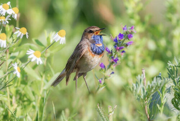 Tuinposter nr 224