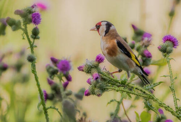 Tuinposter nr 225