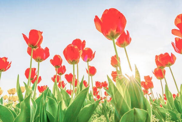 Tuinposter nr 228