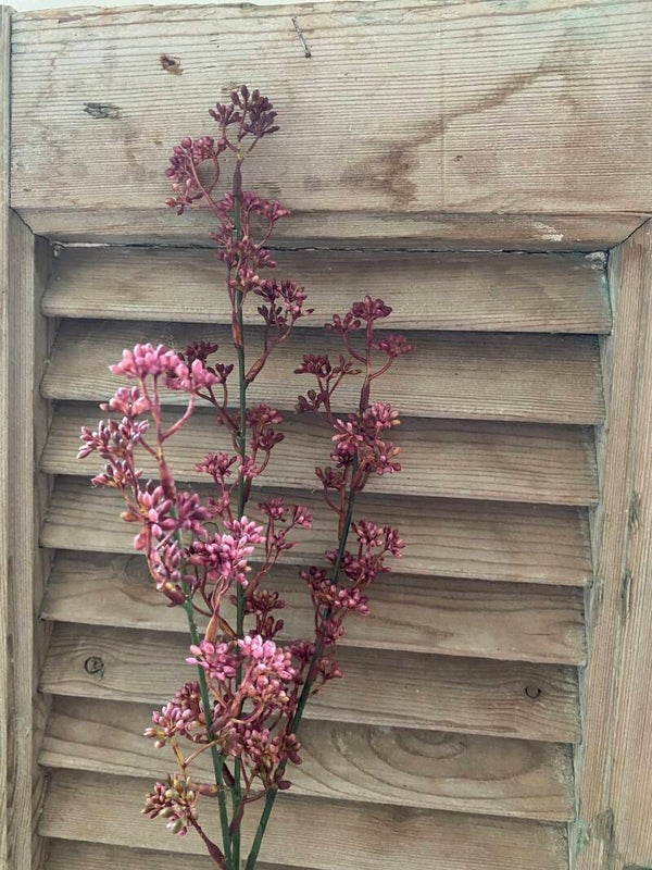 Prunus pink