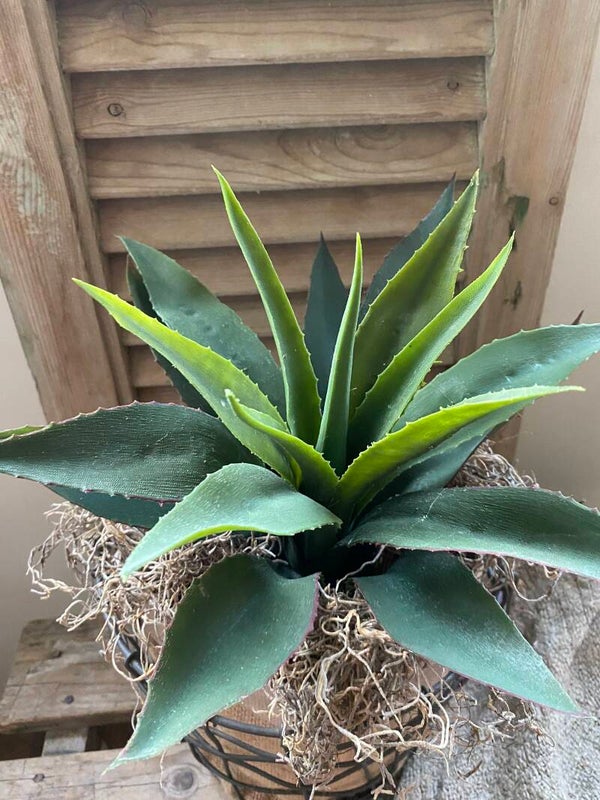 Aloë star bush