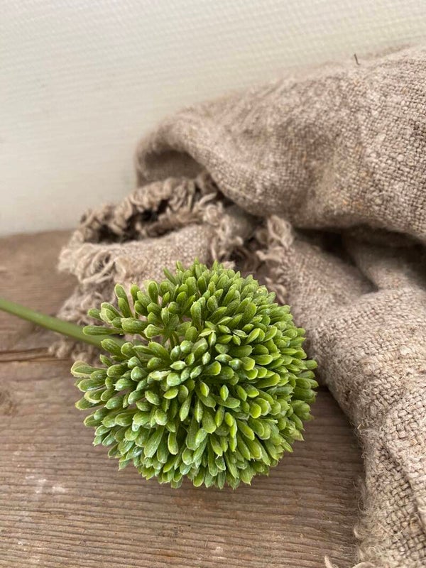 Allium groen