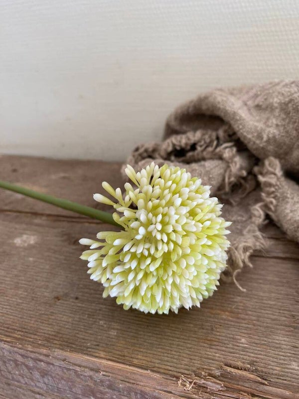 Allium crème wit