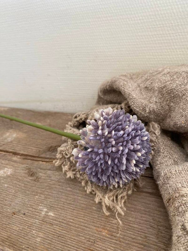 Allium paars