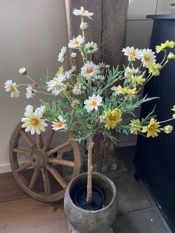 Margriet op stam wit/cremegroen