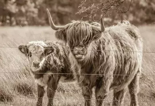 Schotse hooglander met jong sepia