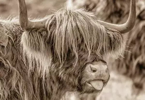 Schotse hooglander steekt zijn tong uit sepia