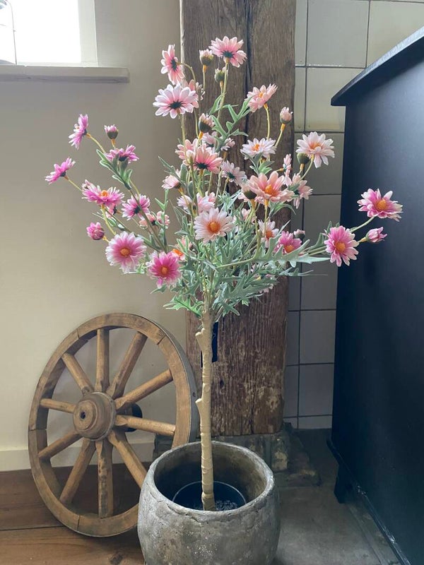 Margriet op stam roze