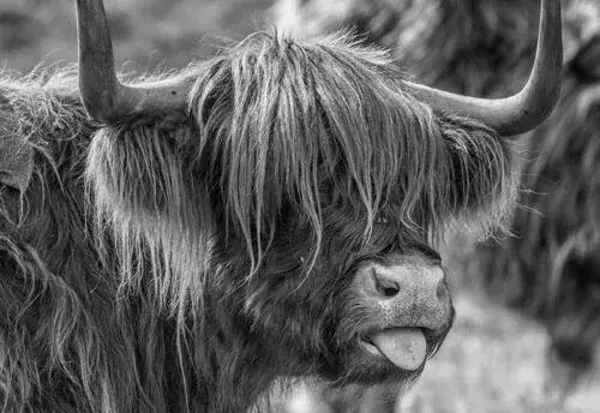 Schotse hooglander steekt zijn tong uit zwart-wit
