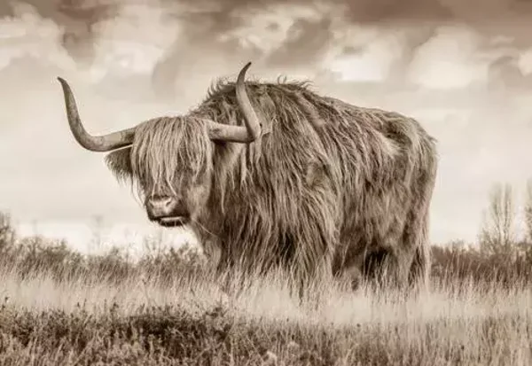 Staande Schotse hooglander sepia