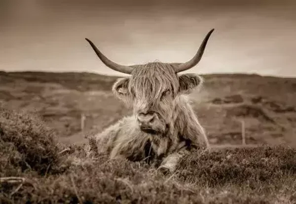 Liggende Schotse hooglander sepia