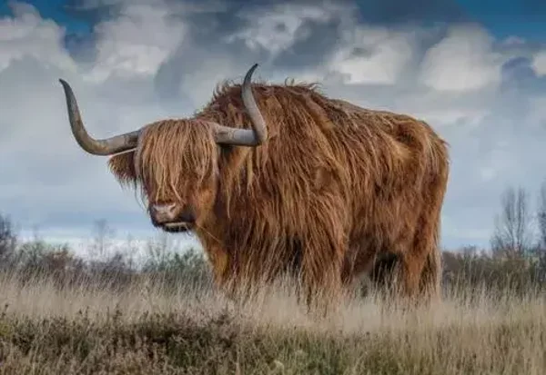 Schotse hooglander kleur