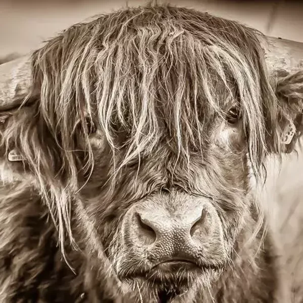 Sepia schotse hooglander nr 4