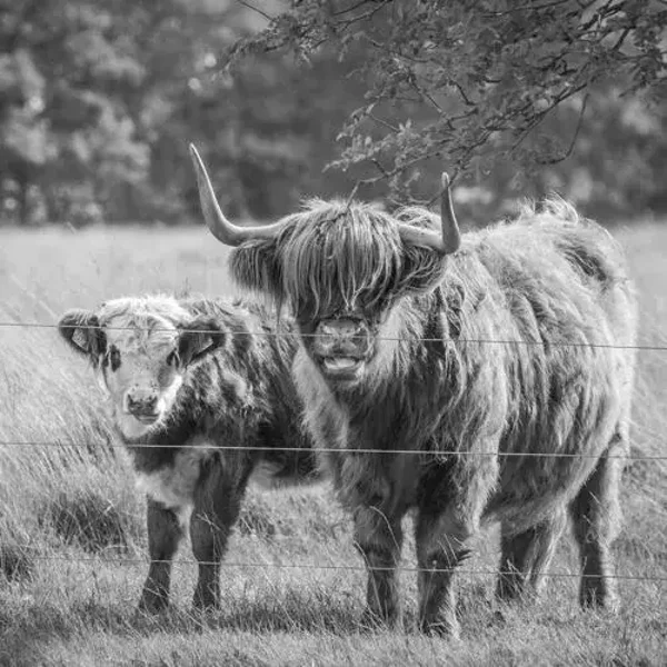 zwart wit schotse hooglander met jong nr 7