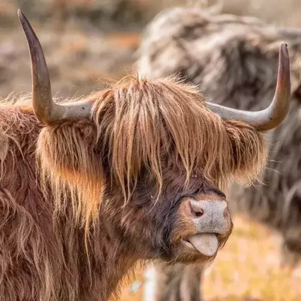 Schotse hooglander steekt de tong uit nr 8