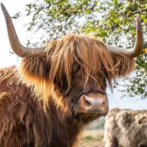 Schotse hooglander kijkt nr 11