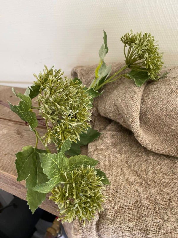 Sneeuwbal/ Virburnum groen
