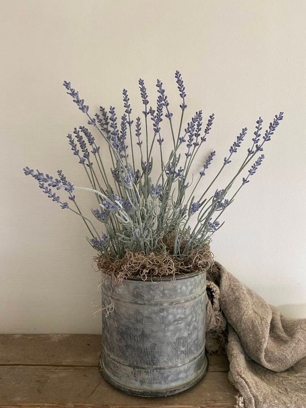 Lavendel