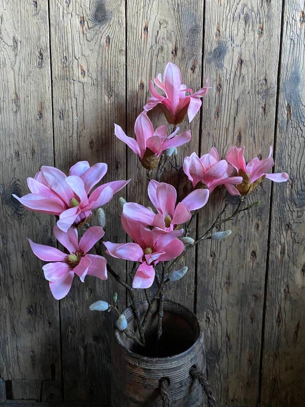 Stermagnolia