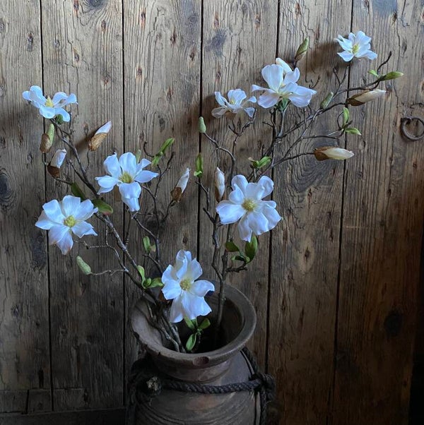 Witte fijne magnolia