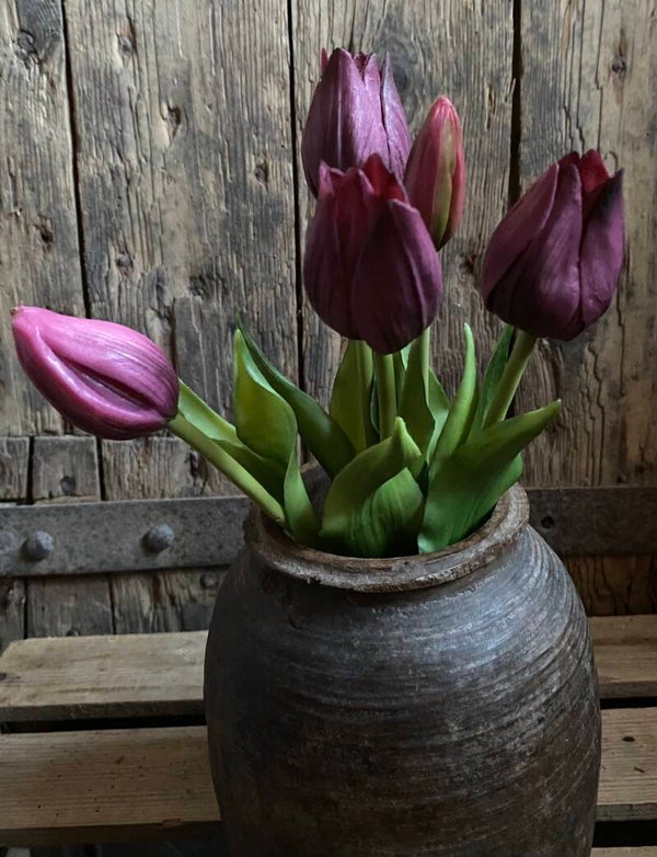 Esmee tulpjes, purple
