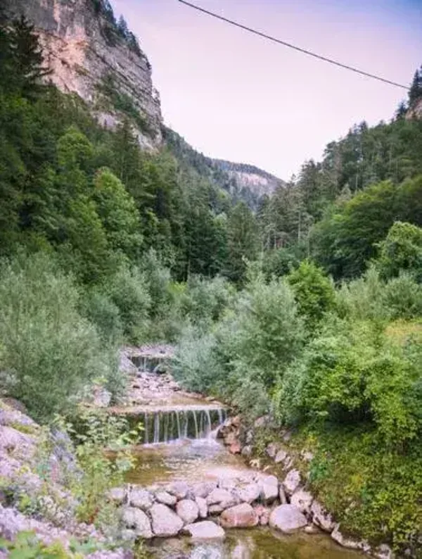 Tuinposter bos en beekje